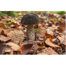 Мицелий Подберезовика черного / Черноголовик (Leccinum melaneum)